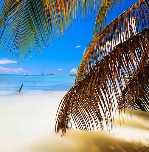 anegada-water-palm.jpg