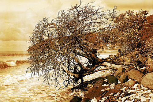 autumn-faded-sepia-copy-alex.jpg